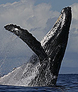 humpback whale